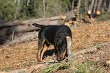 JAGDTERRIER ALLEMAND 104